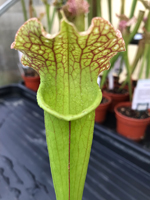 Sarracenia Velvet