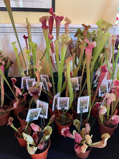 Selection of carnivorous plants