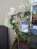 Clematis cartmanii 'Avalanche'