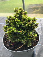 Picea glauca 'Conica'
