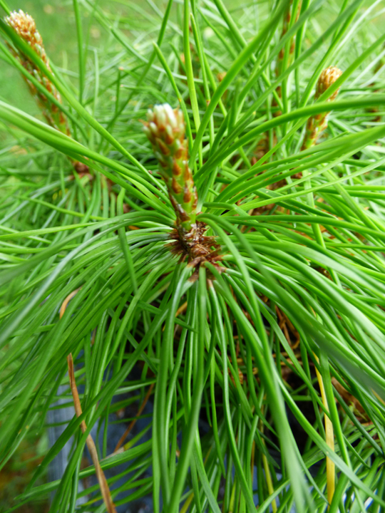 Pinus mugo mughus