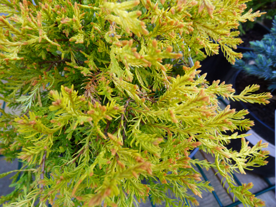 Thuja occidentalis 'Rheingold'