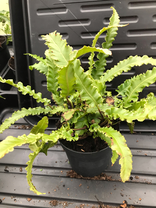 Asplenium scolopendrium 'Angustifolium'