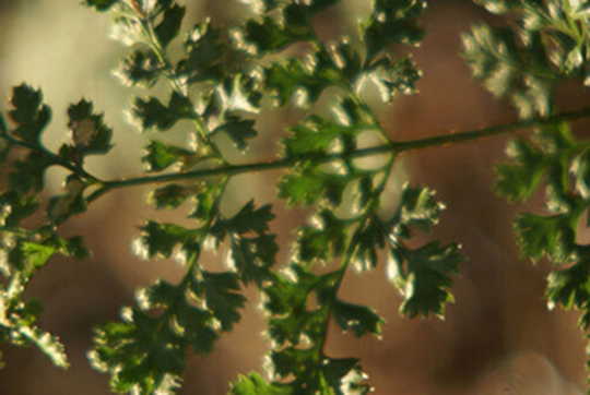 Dryopteris dilitata 'Lepidota crispa cristata'