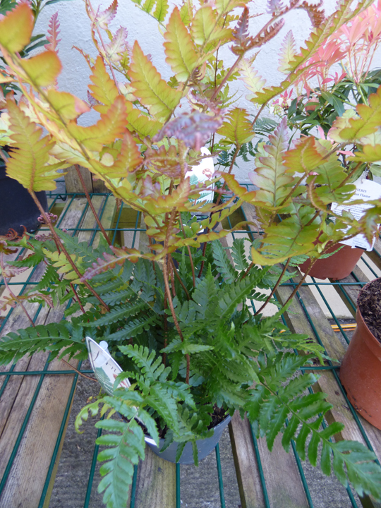 Dryopteris erythrosora 'Brilliance'