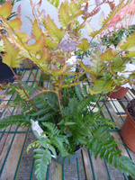 Dryopteris erythrosora 'Brilliance'