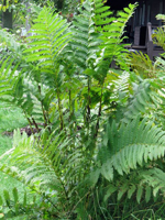 Osmunda claytoniana - interrupted fern