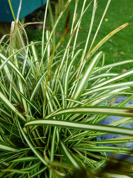 Carex 'Evergold'