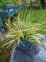 Carex 'Evergold'