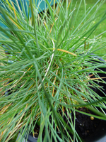 Festuca glauca