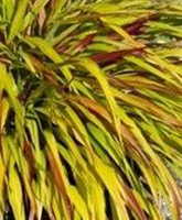 Hakonechloa macra 'Sunflare'