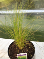 Stipa tenuissima 'Pony Tails'