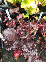 Heuchera 'Black Beauty'