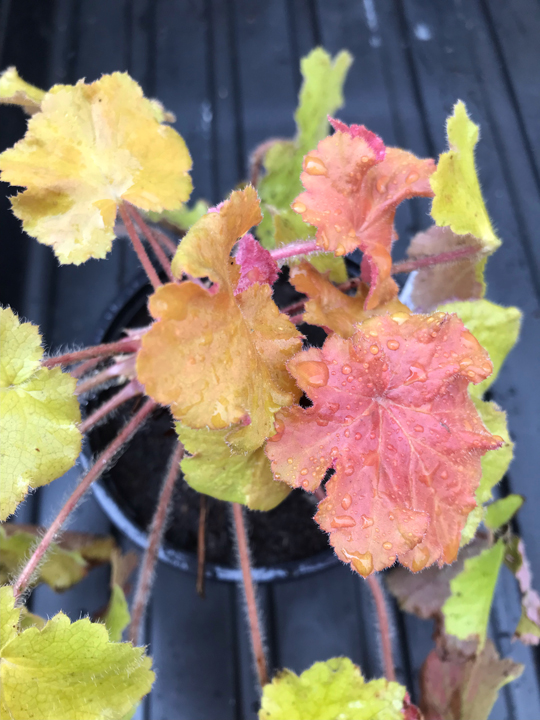 Heuchera 'Caramel'