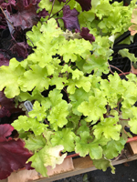 Heuchera 'Key Lime Pie'