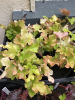 Heuchera 'Lime Marmalade'