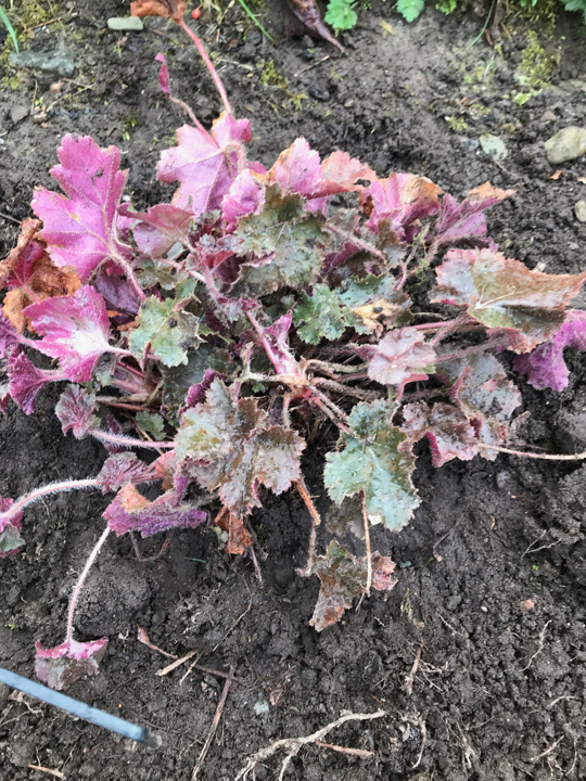 Heuchera 'Melting Fire'
