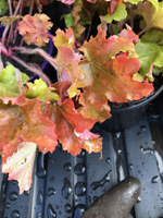 Heuchera 'Red-Orange'