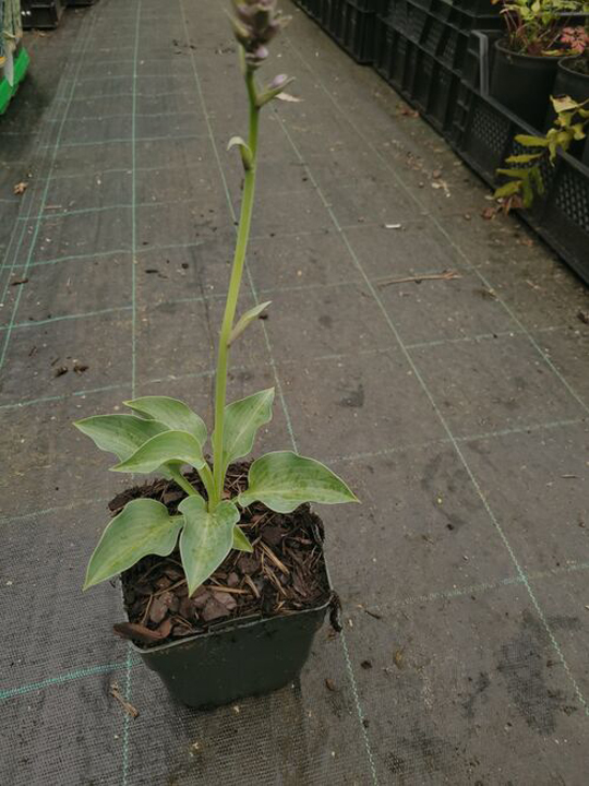 Hosta 'Blue Cadet'