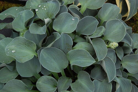 Hosta 'Blue Mouse Ears'