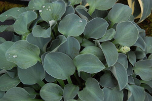Hosta 'Blue Mouse Ears'