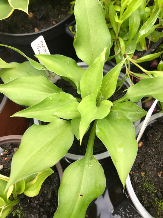 Hosta 'Gold Standard'