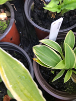 Hosta sp
