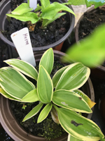 Hosta sp
