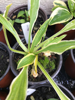 Hosta sp