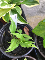 Hosta sp