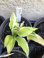 Hosta sp