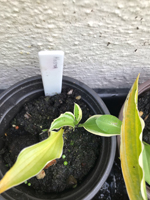 Hosta sp