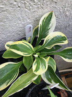 Hosta sp