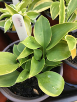 Hosta sp