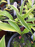 Hosta sp