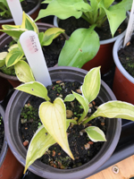 Hosta sp