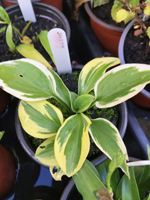 Hosta sp