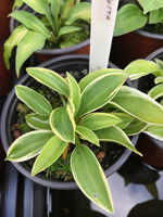 Hosta sp