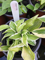 Hosta sp