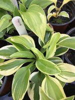 Hosta sp