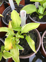 Hosta sp