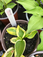 Hosta sp
