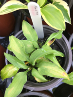 Hosta sp