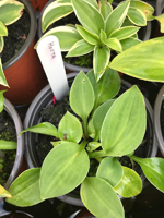 Hosta sp