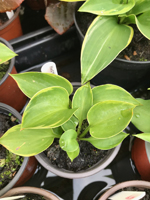 Hosta sp