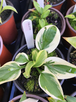 Hosta sp