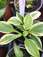 Hosta sp