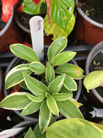 Hosta sp