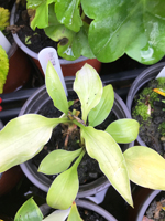 Hosta sp
