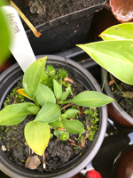 Hosta sp